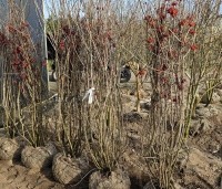 Viburnum opulus - Gelderse Roos - februari 2025. De bessen zijn zuur en exclusief voor de Kramvogel of vogels met grote honger.