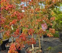 Cornus kousa 'Scarlet Fire' - Japanse kornoelje - 2