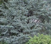 Cedrus libani 'Glauca' - Blauwe Ceder - 1