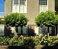 Platanus x hispanica 'Alphen's Globe' - Plataan - 5