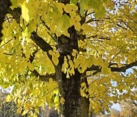 Tilia americana 'Nova' - Amerikaanse linde - 1