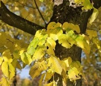 Tilia americana 'Nova' - Amerikaanse linde - 2