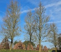 Pyrus calleryana 'Chanticleer' - Sierpeer - 1