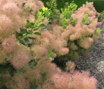 Cotinus Young Lady solitairstruiken