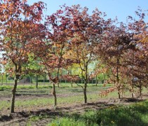 Fagus sylvatica 'Atropunicea'