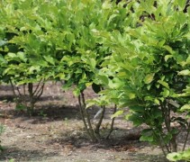 Magnolia loebneri 'Wildcat' struiken 