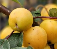 Malus 'Golden Hornet' - Sierappel 'Golden Hornet' - 1