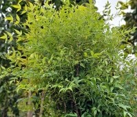 Nandina domestica - Hemelse bamboe - 3