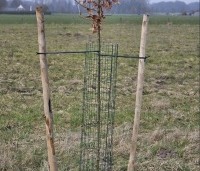 Quercus robur - Zomereik - bescherming tegen wildvraat bij jonge boom
