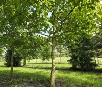 Juglans regia - Walnoot - 1