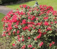 Rhododendron 'Scarlet Wonder' - Dwerg Rododendron 'Scarlet Wonder' - 1