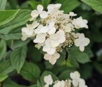 Hydrangea paniculata 'Wim's Red' - Pluimhortensia 'Wim's Red' - 2