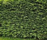 Cupressocyparis leylandii - Leylandcypres - 2