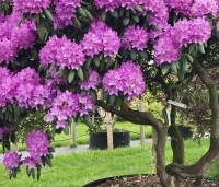 Rhododendron 'Roseum Elegans' - Rododendron 'Roseum Elegans' - 3