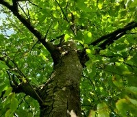 Ostrya carpinifolia - Hopbeuk - 3