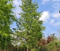 Ostrya carpinifolia - Hopbeuk - 2