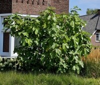 Ficus carica - Vijg - 7
