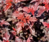 Physocarpus opulifolius 'Lady In Red' - Blaasspiraea 'Lady In Red' - 1