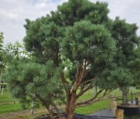 Pinus sylvestris 'Watereri' - Dwerg grove den 'Watereri' - 3