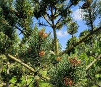 Pinus nigra 'Oregon Green' - Oostenrijkse den 'Oregon Green' - 2