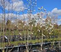 Magnolia Kobus - Beverboom - 5