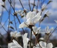 Magnolia Kobus - Beverboom - 3