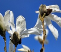 Magnolia Kobus - Beverboom - 4