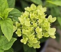 Hydrangea paniculata 'Little Lime' - Pluimhortensia 'Little Lime' - 3