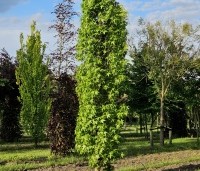 Liquidambar styraciflua 'Slender Silhouette' - Zuilvormige amberboom - 1