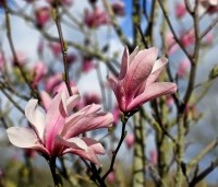 Magnolia 'Galaxy' - Beverboom - 1