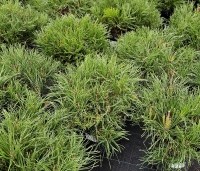Pinus mugo mugo - Bergden - 2