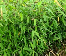 Fargesia nitida 'Great Wall'