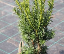 Taxus media 'Hillii'