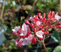 Viburnum Carlesii