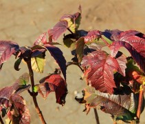 Viburnum sargentii 'Onogonda'