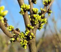 Cercis chinensis 'Shirobana' 