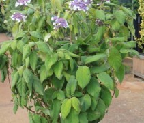 Fluweelhortensia macrophylla
