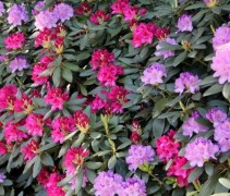 Rododendron Grandiflorum en Nova Zembla
