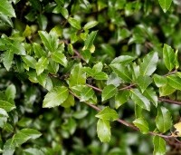 Ilex meserveae 'Blue Maid' - Blauwe hulst 'Blue Maid' - prima haagplant
