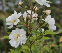 Rosa 'Guirlande d'Amour' - Roos 'Guirlande d'Amour ' - 3