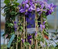 Clematis 'Jackmanii' - Bosrank 'Jackmanii' - 3
