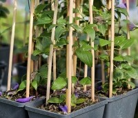 Clematis 'Jackmanii' - Bosrank 'Jackmanii' - 2