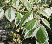 Acer negundo 'Flamingo' - Bonte Vederesdoorn - 2