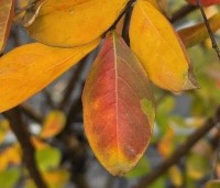 Lagerstroemia indica 'Benoit' - Paarsrode Indische Sering - 4