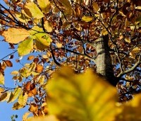 Fagus sylvatica - Groene beuk - herfstkleuren