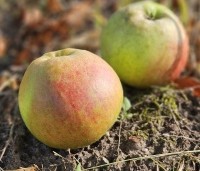 Malus dom. 'Ecolette' - Malus dom. 'Ecolette' - 2