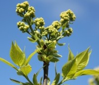 Syringa vulgaris 'Madame Lemoine'  - Sering 'Madame Lemoine'  - 4