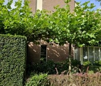 Platanus hispanica - Plataan - 3