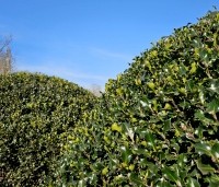 Ilex meserveae 'Blue Angel' - Blauwe hulst - 1