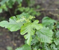 Morus alba 'Macrophylla' - Witte moerbei - 1